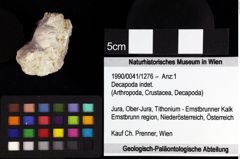 Foto (Objket + Etiketten) von Decapoda indet. 